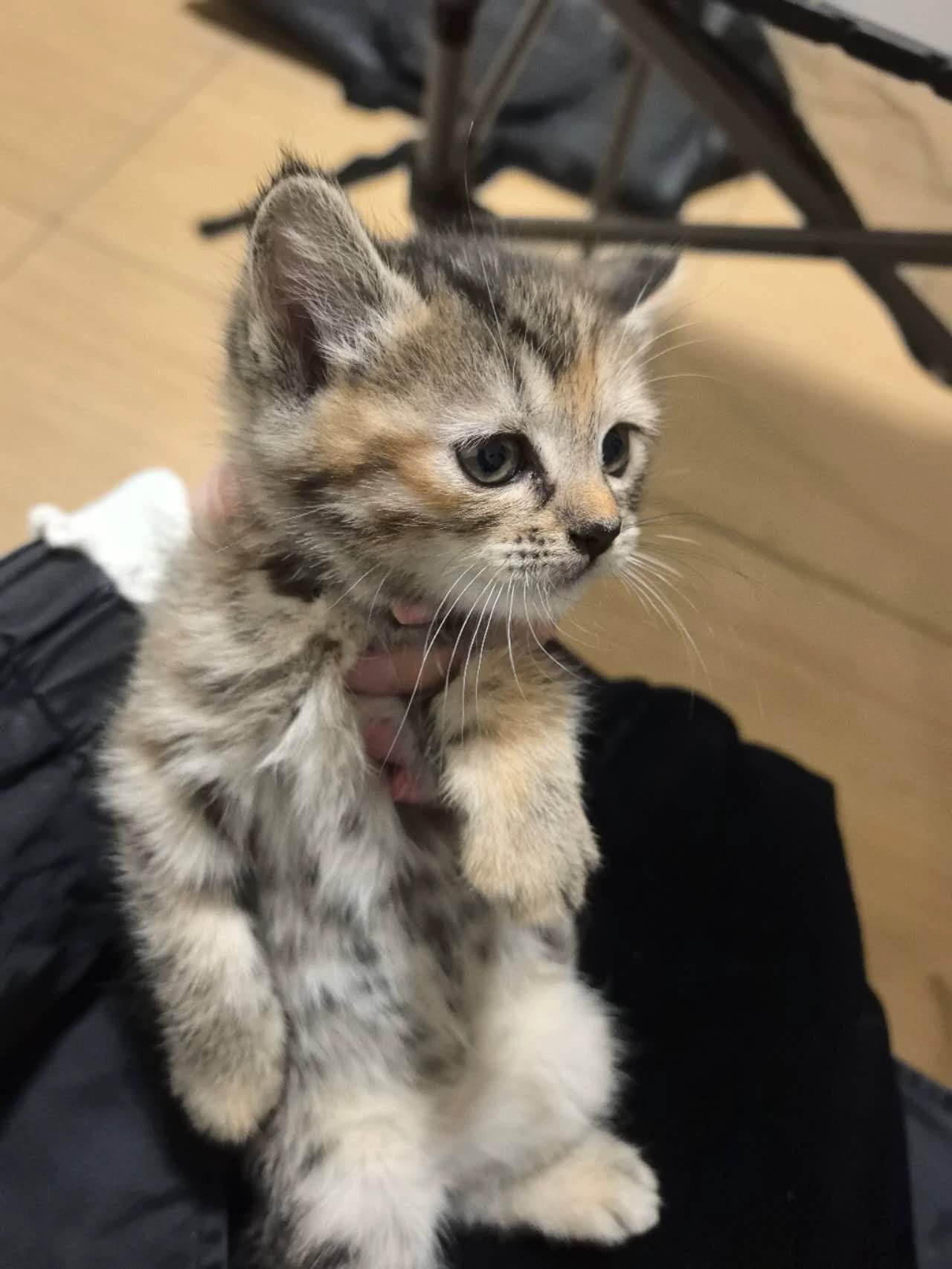 三花虎斑猫 圆脸 花纹清晰,好看 性格活泼可爱